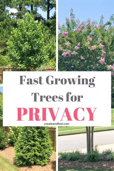 Fast Growing Privacy Trees Create And Find Fast Growing Trees