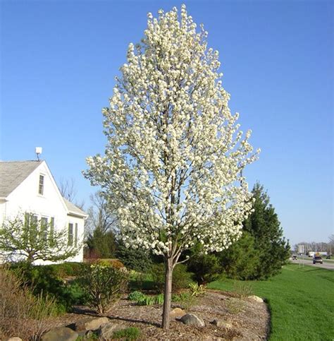 The Cleveland Select Ornamental Pear Has A Beautiful Almost Perfect