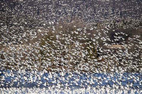 Want To See The Snow Geese When They Arrive At Middle Creek Heres