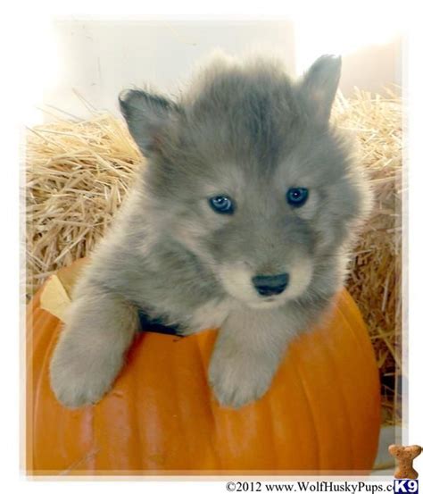 A Wolf Dog Pup For Sale Located In San Bernadino Ca 92407 Description