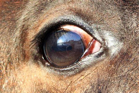 Free Photo Horse Eye Closeup Eye Horse Free Download Jooinn