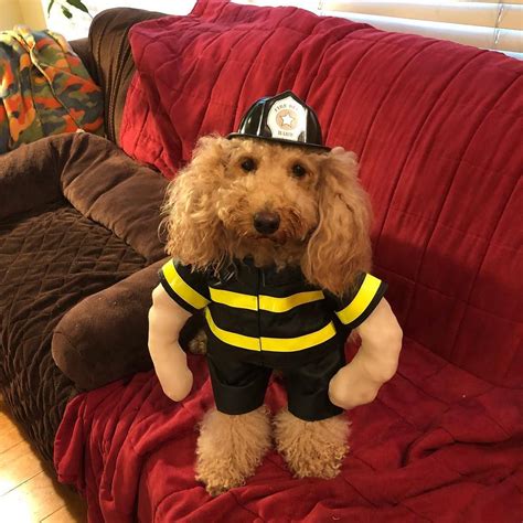 Pin En Firefighter Dog