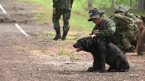 Berburu babi hutan di pinggir sungai kelay asikjuga karna babinya mau turun kepinggir sungai babinya terlihat jelas ketika. ภารกิจเพื่อชาติ "นักรบสี่ขา" แห่งกองทัพไทย