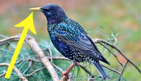 4 Proven Ways To Get Rid Of Starlings Today 2022 Artofit
