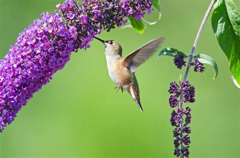 Top 10 Plants And Flowers That Attract Hummingbirds To