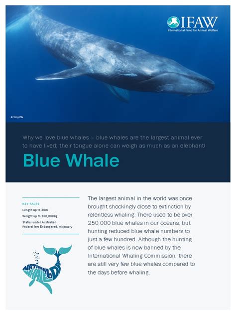 Blue Whale Fact Sheet Pdf Whales Ungulates