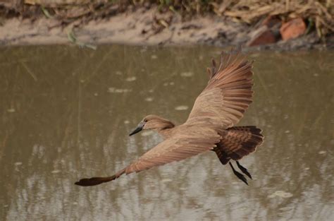 Birding And Wildlife Trip To Botswana Travis Audubon