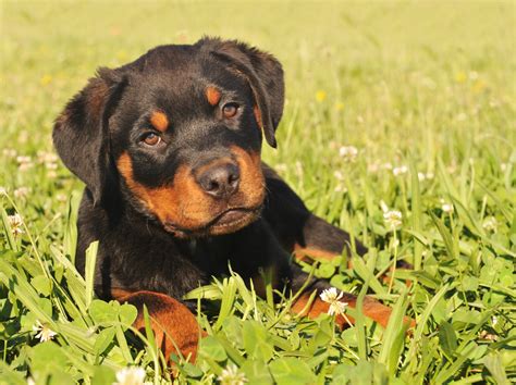 Rottweiler Puppies For Sale : Cute Pictures And Facts - Teacupupiesforsale