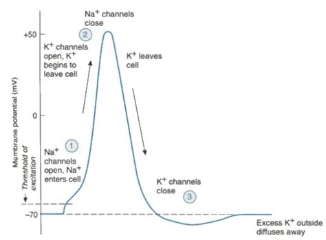 1 Illustration Of Different Phases Of A Neuronal Action Potential