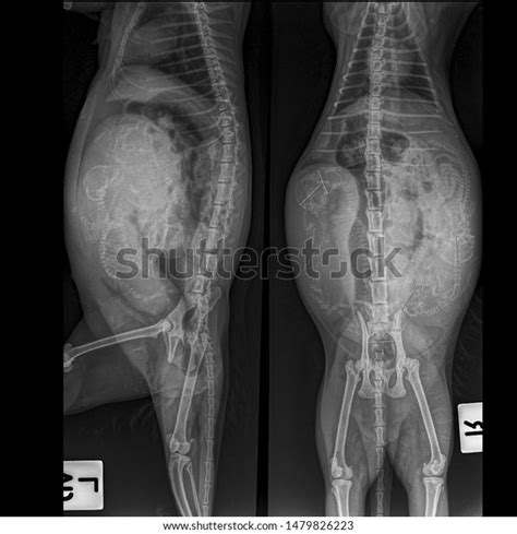 X Ray Pregnant Dog Fetal Bone Stock Photo Edit Now 1479826223