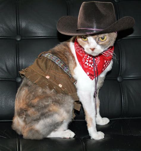 If you haven't already followed my insta be sure to! 15 Cat Cowboy Hat Pictures That Will Melt Your Heart ...