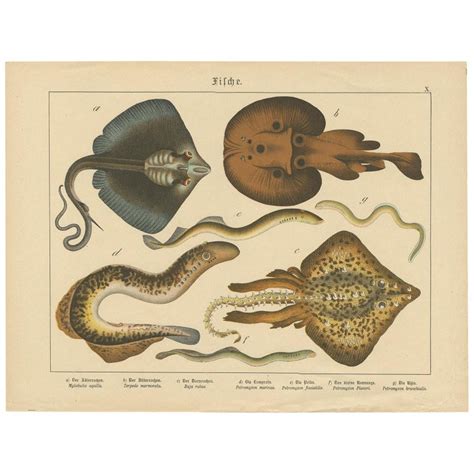 Antique Fish Print Of Ray And Lamprey Species By Schubert Circa 1890