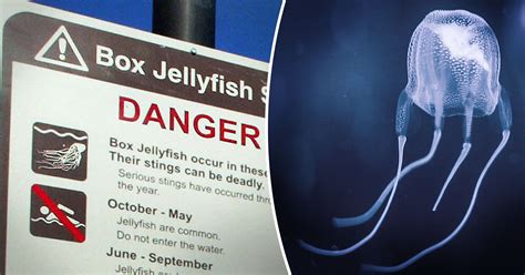 Aussie Teen Dies From Box Jellyfish Sting Off Coast Of Queensland