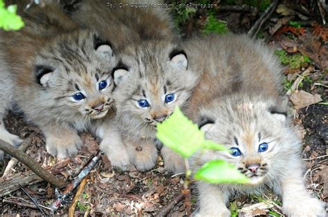 Canada Lynx Cubs Canada Lynx Cute Wild Animals Wild Cats