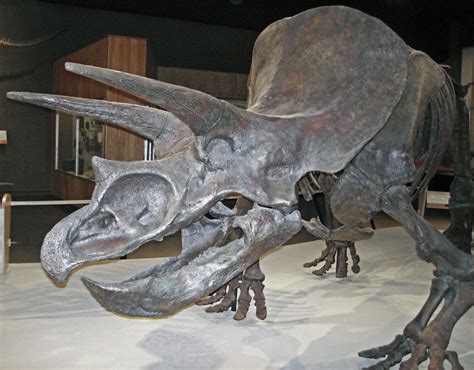 Triceratops Horridus Ceratopsian Dinosaur Late Cretaceo Flickr