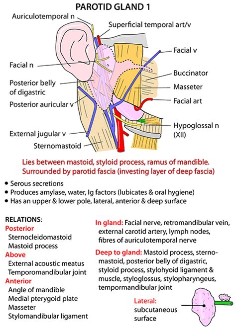 Instant Anatomy Head And Neck Areasorgans Parotid Region