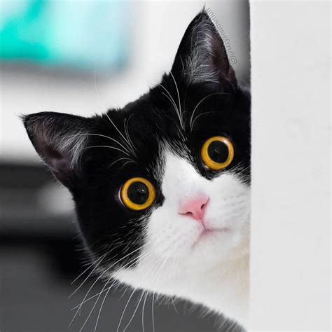 meet izzy the cat with the funniest facial expressions that s going viral on instagram home