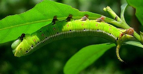 Cephonodes Hylas Coffee Clearwing Full Grown Larva Of Ce Flickr