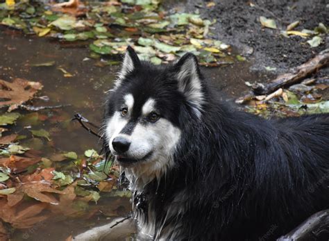 Free Photo Soggy Wet Alusky Dog With A Sweet Expression