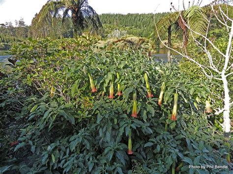 .arborea, brugmansia aurea, brugmansia insignis, brugmansia sanguinea, brugmansia the brugmansia species contain tropane alkaloids of the type that have lethal nighthade toxicity. Brugmansia sanguinea - Alchetron, The Free Social Encyclopedia