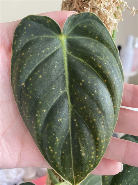 Help What Are These Yellow Spots On My Philodendron Melanochrysum Leaf