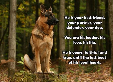 Mans Best Friend German Shepherd Dogs Dog Quotes Dogs