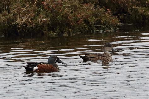 Western Treatment Plant wildfowl winter survey shatters records