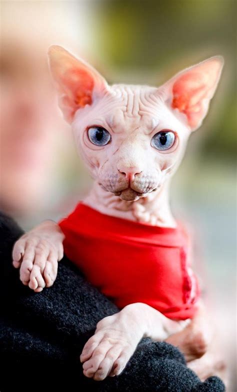 Hariless Cat ~ Hairless Sphynx Cats Why Science Stockpict