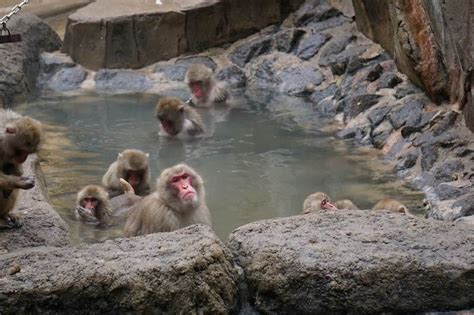 Open Air Bath At Monkey Mountain Fukuoka Municipal Zoo Fukuoka Now