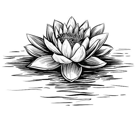 12200 Lotus Flower Drawing Illustrations Royalty Free Vector