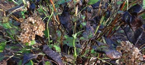 If it's bad, you may have to use a soft brush to scrape away the sooty mold. Mildew And Black Sooty Mold Archives - Garden Answers