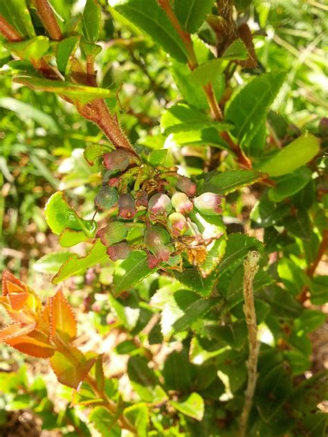 Photo Of The Fruit Of Evergreen Huckleberry Vaccinium Ovatum Posted