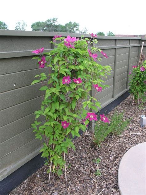 We did not find results for: Ernest Markham Clematis. Climbing Vine. Sun to Shade ...
