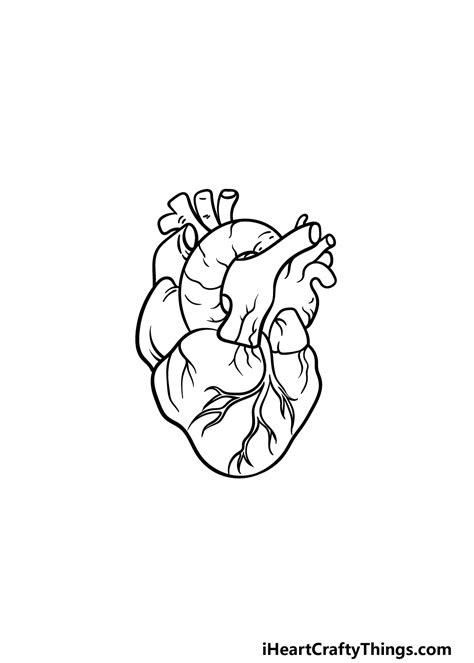 Human Heart Drawing How To Draw A Human Heart Step By Step 2023
