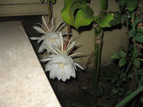 The first thing to know is that not all cacti produce flowers, but it is only some varieties that bloom. Reina De La Noche (flowers, cactus, blooms) - Garden ...