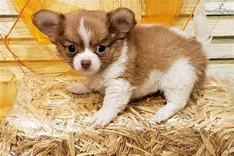 Chihuahua Rescue Cleveland Ohio Pets Lovers