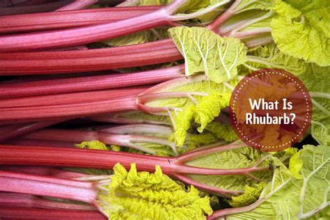 what is rhubarb here are recipes and health benefits