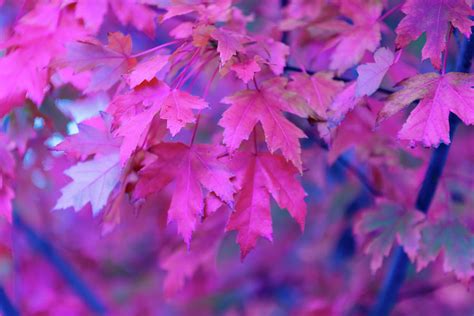 Full Frame Of Maple Leaves In Pink And By Noelia Ramon Tellinglife