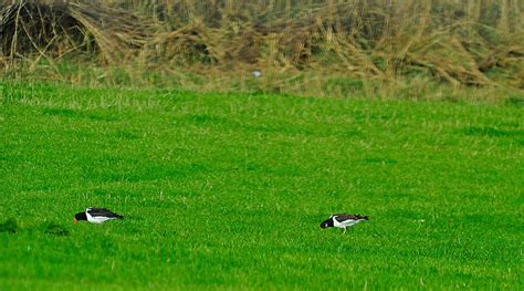 Besonders betroffen ist das stadtgebiet bad gandersheim. Heute gibt es mal Regenwurm am Deich bei den Austernfischern. Foto & Bild | deutschland, europe ...