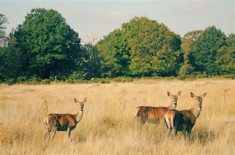 Richmond Park Walks A Perfect London Day Hike The World Was Here First