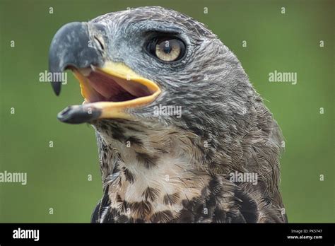 African Crowned Hawk Eagle Hi Res Stock Photography And Images Alamy