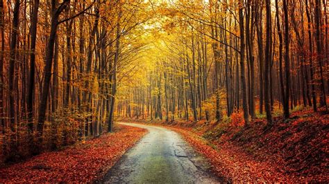 Nature Landscape Fall Forest Road Red Yellow Leaves