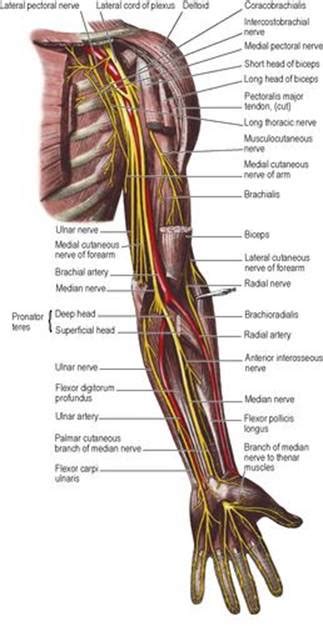 Summary Of Upper Limb Innervation Lasts Anatomy