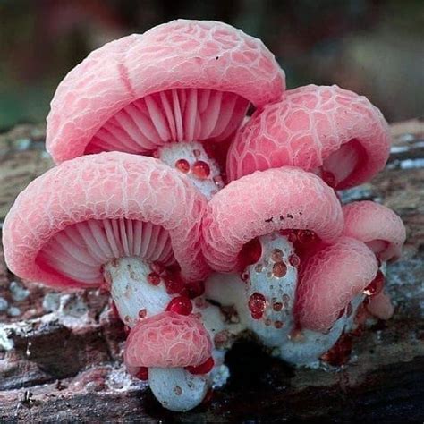 Rhodotus Palmatus. | Stuffed mushrooms, Mushroom pictures, Mushroom plant