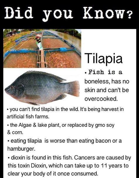 Did You Know Tilapia Fish Farming How To Stay Healthy Tilapia