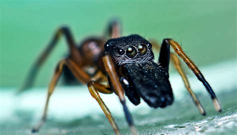 Watch This Spider Pretend To Be An Ant Futurity