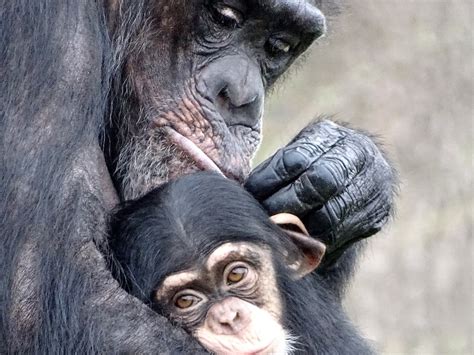 How The Detroit Zoo Is Celebrating World Chimpanzee Day Royal Oak Mi