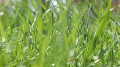 Green Summer Grass In The Yard Stock Footage Videohive