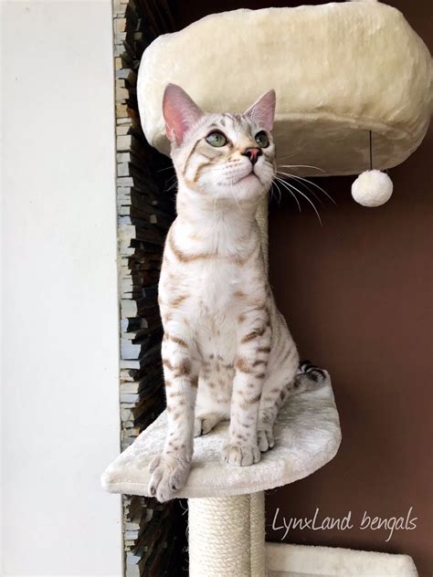 Staircase spindle cat scratching rail. Blue Bengal Cat Scratching Post - Animal Friends