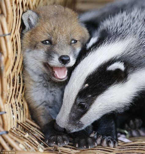 Abandoned Baby Fox Phoebe Becomes Best Friends With Orphaned Two